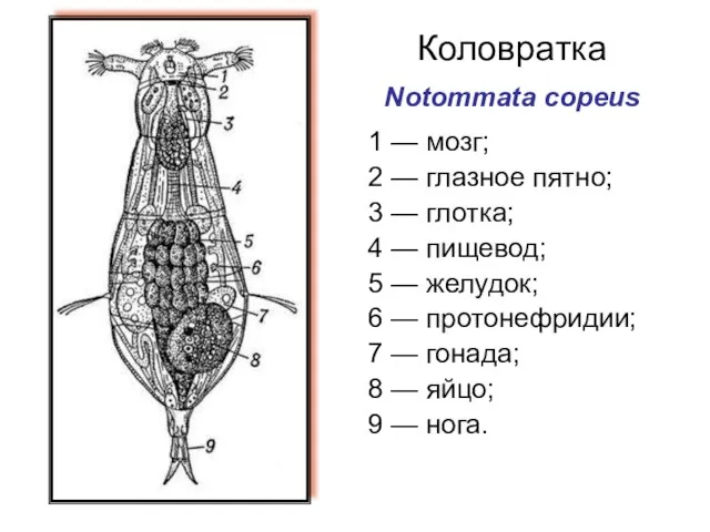 Коловратка Notommata copeus 1 — мозг; 2 — глазное пятно; 3