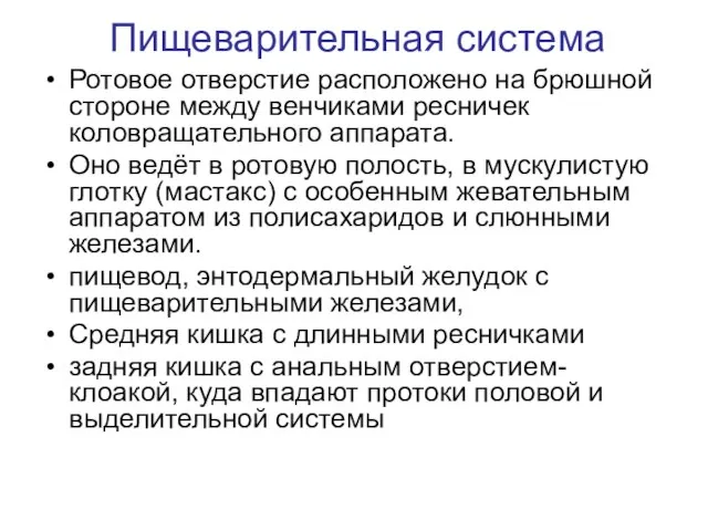 Пищеварительная система Ротовое отверстие расположено на брюшной стороне между венчиками ресничек