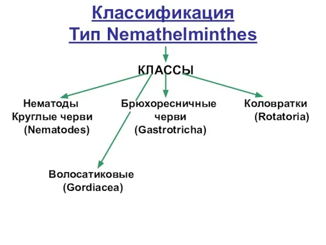 Классификация Тип Nemathelminthes КЛАССЫ Нематоды Круглые черви (Nematodes) Брюхоресничныe черви (Gastrotricha) Коловратки (Rotatoria) Волосатиковые (Gordiacea)