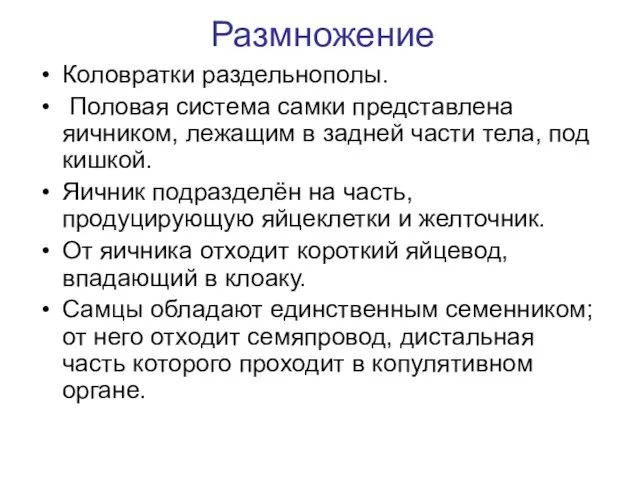 Размножение Коловратки раздельнополы. Половая система самки представлена яичником, лежащим в задней