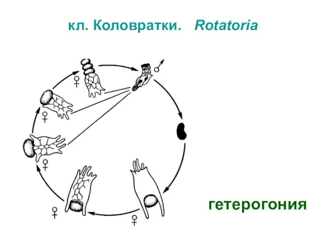 кл. Коловратки. Rotatoria гетерогония