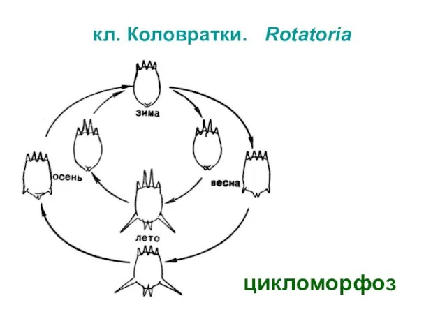 кл. Коловратки. Rotatoria цикломорфоз