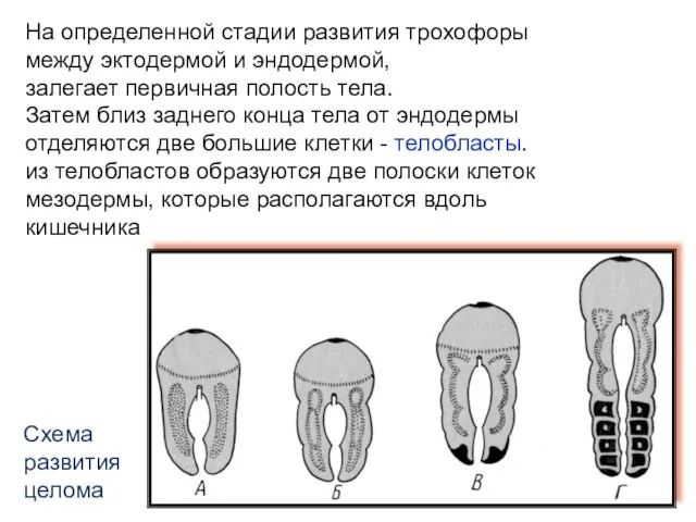 Схема развития целома На определенной стадии развития трохофоры между эктодермой и