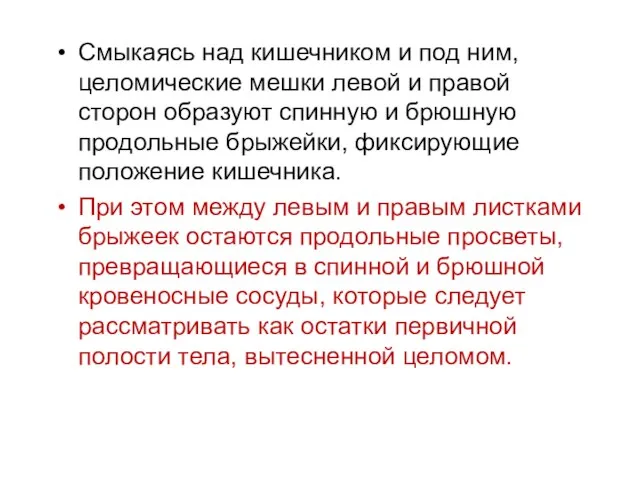 Смыкаясь над кишечником и под ним, целомические мешки левой и правой