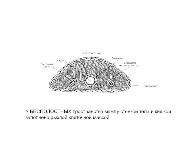 У БЕСПОЛОСТНЫХ пространство между стенкой тела и кишкой заполнено рыхлой клеточной массой