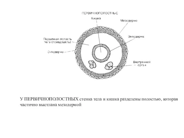 У ПЕРВИЧНОПОЛОСТНЫХ стенка тела и кишка разделены полостью, которая частично выстлана мезодермой