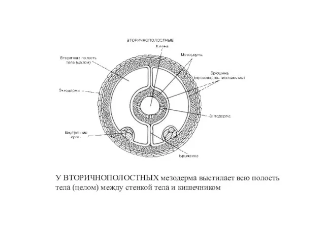 У ВТОРИЧНОПОЛОСТНЫХ мезодерма выстилает всю полость тела (целом) между стенкой тела и кишечником