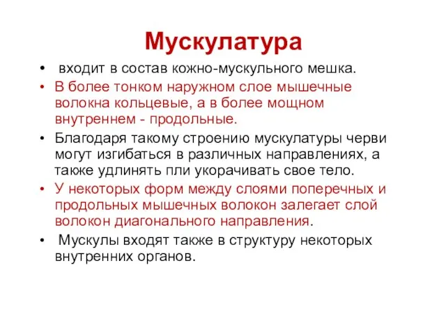 Мускулатура входит в состав кожно-мускульного мешка. В более тонком наружном слое