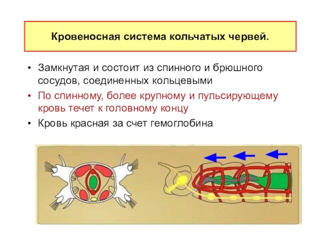 Замкнутая и состоит из спинного и брюшного сосудов, соединенных кольцевыми По