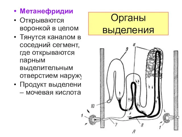 Органы выделения Метанефридии Открываются воронкой в целом Тянутся каналом в соседний