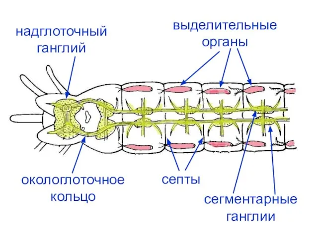 септы надглоточный ганглий окологлоточное кольцо сегментарные ганглии выделительные органы