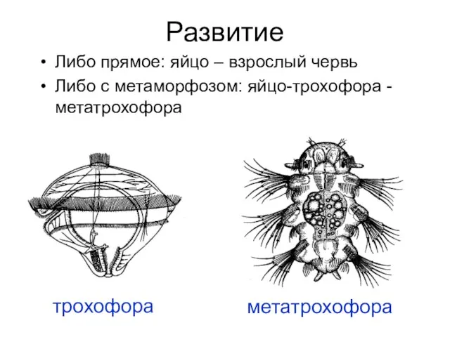 Развитие Либо прямое: яйцо – взрослый червь Либо с метаморфозом: яйцо-трохофора - метатрохофора трохофора метатрохофора