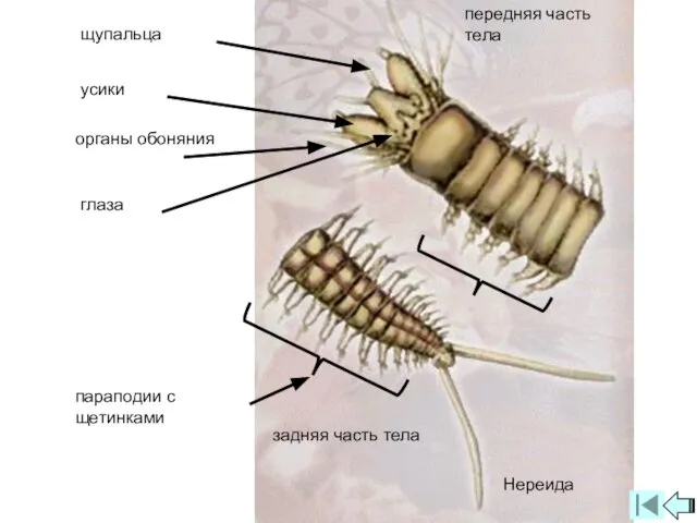 задняя часть тела передняя часть тела Нереида