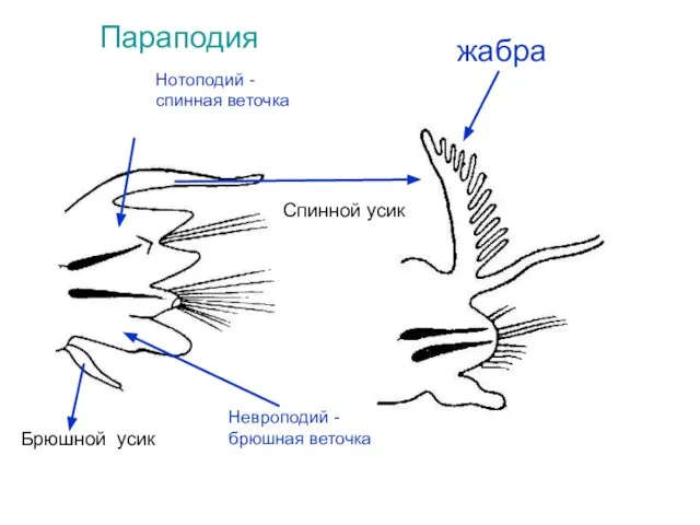 жабра Нотоподий - спинная веточка Невроподий - брюшная веточка Параподия Спинной усик Брюшной усик