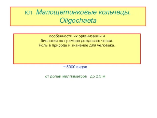 кл. Малощетинковые кольчецы. Oligochaeta ~ 5000 видов от долей миллиметров до