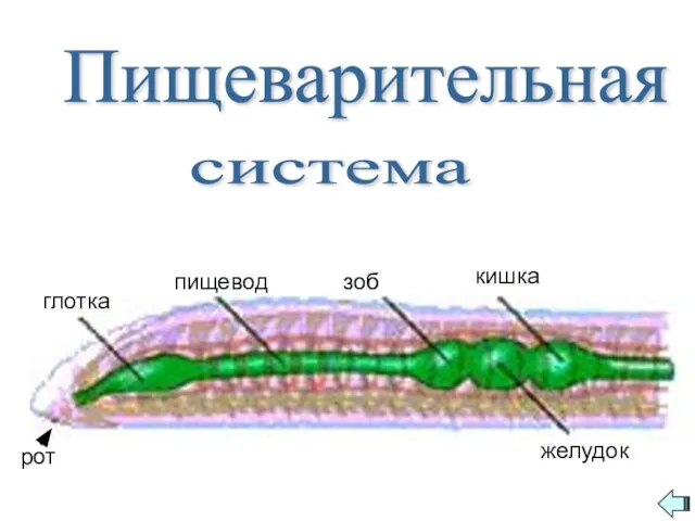 глотка пищевод желудок зоб кишка Пищеварительная система