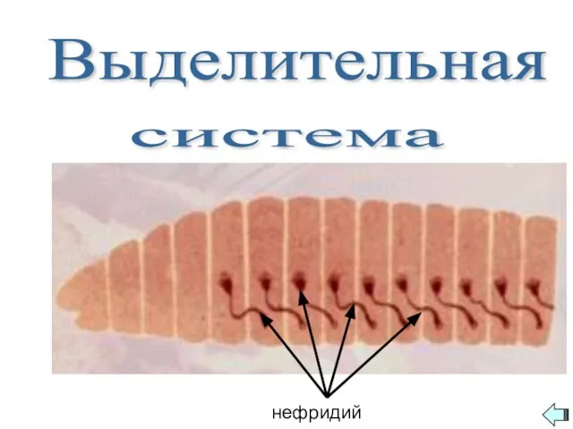 Выделительная система