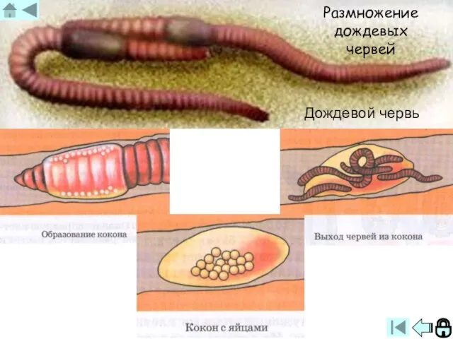 Размножение дождевых червей