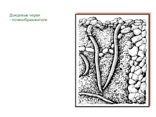 Дождевые черви - почвообразователи
