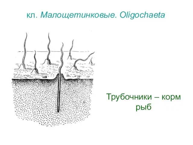 кл. Малощетинковые. Oligochaeta Трубочники – корм рыб