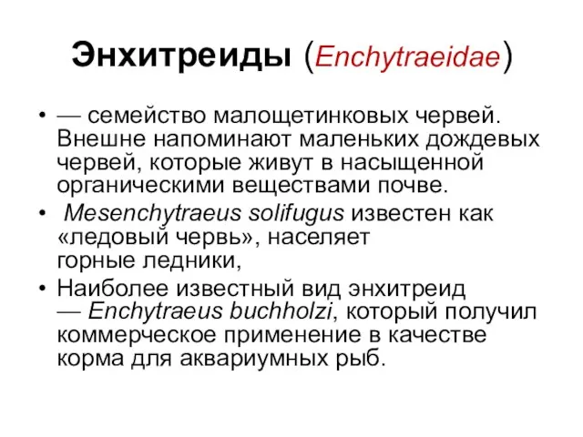 Энхитреиды (Enchytraeidae) — семейство малощетинковых червей. Внешне напоминают маленьких дождевых червей,