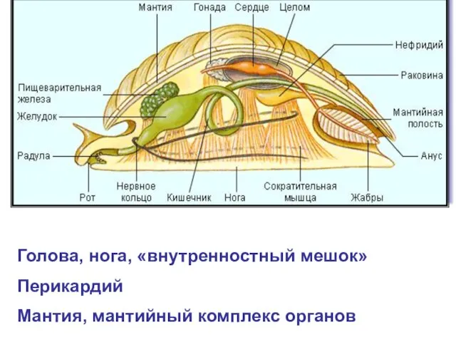 Голова, нога, «внутренностный мешок» Перикардий Мантия, мантийный комплекс органов