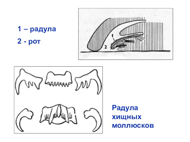 1 – радула 2 - рот Радула хищных моллюсков