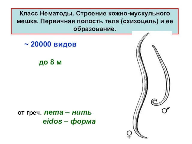 Класс Нематоды. Cтpоение кожно-мускульного мешка. Первичная полость тела (схизоцель) и ее