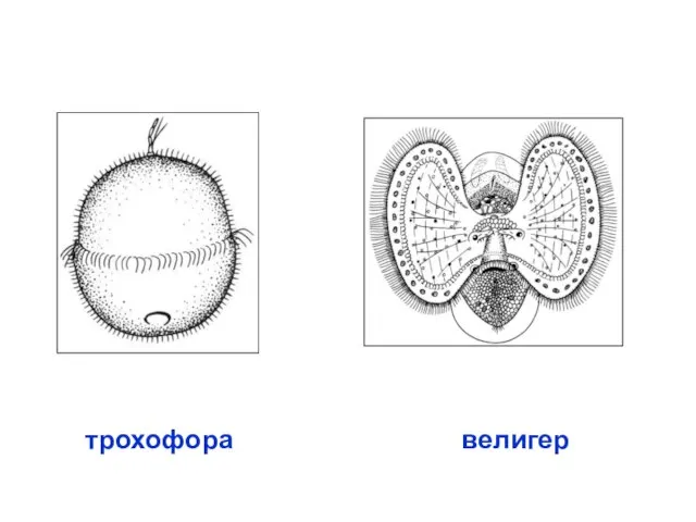 трохофора велигер