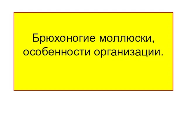 Брюхоногие моллюски, особенности организации.