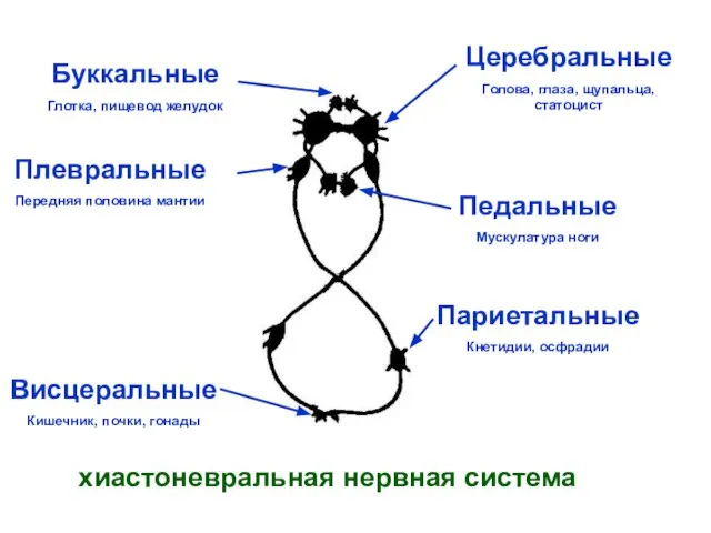 Церебральные Голова, глаза, щупальца, статоцист Буккальные Глотка, пищевод желудок Педальные Мускулатура