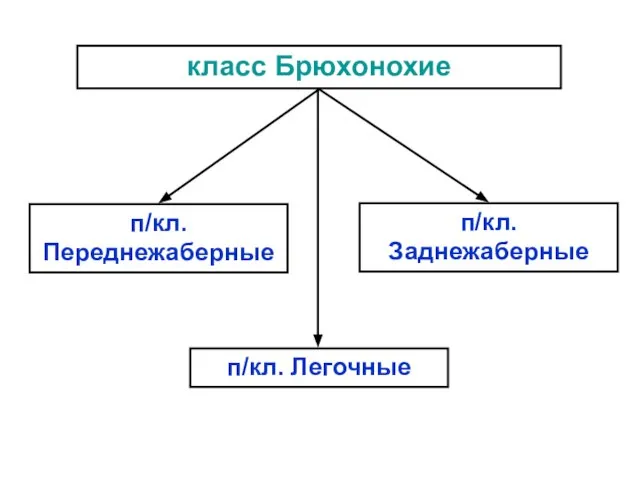 класс Брюхонохие п/кл. Переднежаберные п/кл. Заднежаберные п/кл. Легочные