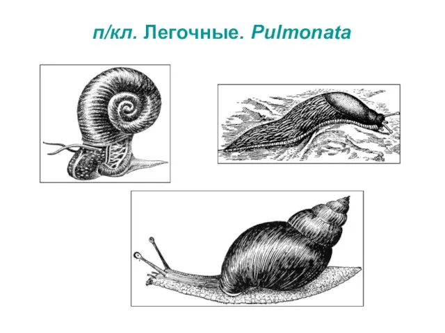 п/кл. Легочные. Pulmonata