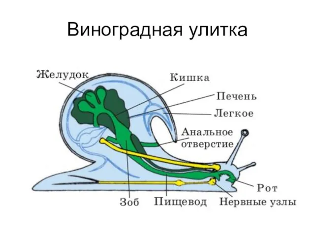 Виноградная улитка