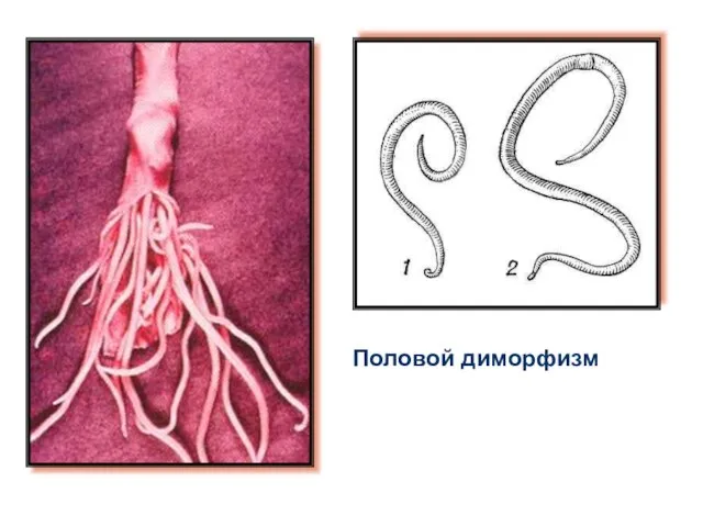 Половой диморфизм