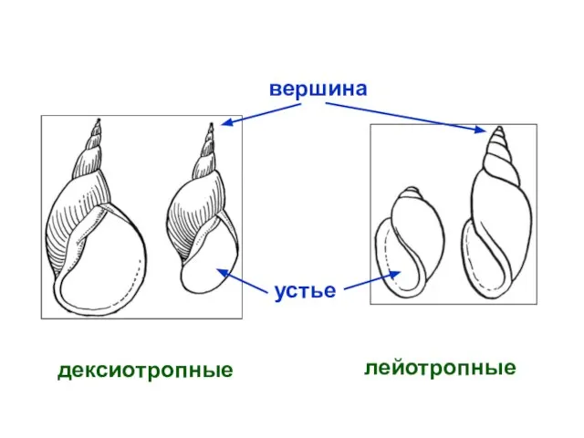 дексиотропные лейотропные устье вершина