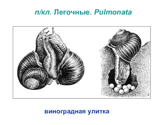 п/кл. Легочные. Pulmonata виноградная улитка