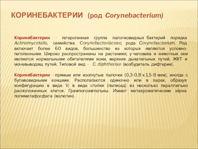 КОРИНЕБАКТЕРИИ (род Corynebacterium) Коринебактерии - гетерогенная группа палочковидных бактерий порядка Actinomycetalis,