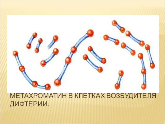 МЕТАХРОМАТИН В КЛЕТКАХ ВОЗБУДИТЕЛЯ ДИФТЕРИИ.