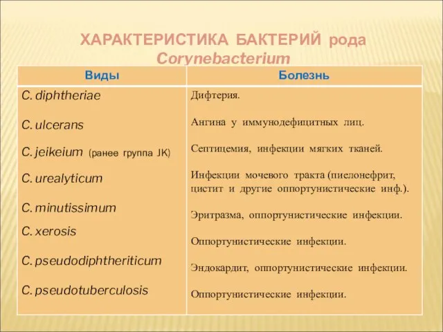 ХАРАКТЕРИСТИКА БАКТЕРИЙ рода Corynebacterium