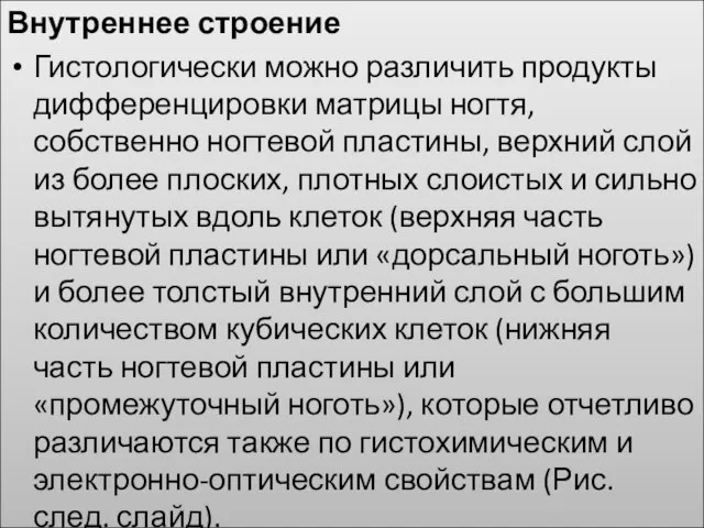 Внутреннее строение Гистологически можно различить продукты дифференцировки матрицы ногтя, собственно ногтевой