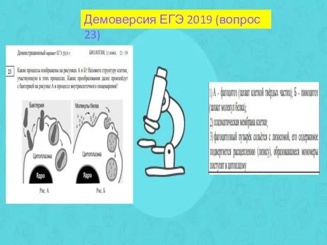 Демоверсия ЕГЭ 2019 (вопрос 23)