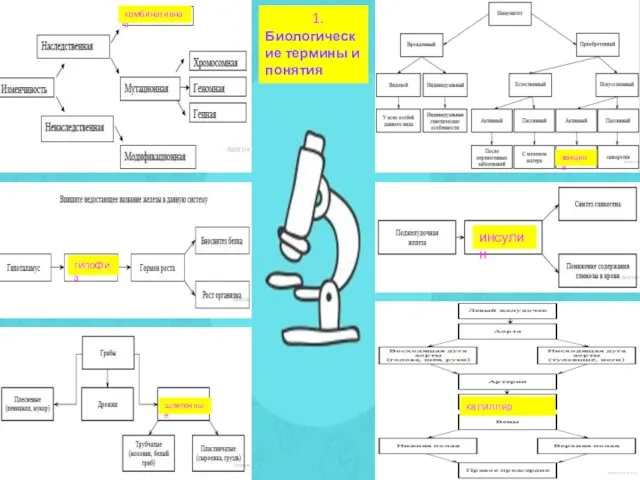 1. Биологические термины и понятия комбинативная гипофиз шляпочные вакцина инсулин капилляр