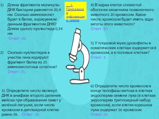 4) В ядрах клеток слизистой оболочки кишечника позвоночного животного 20 хромосом.