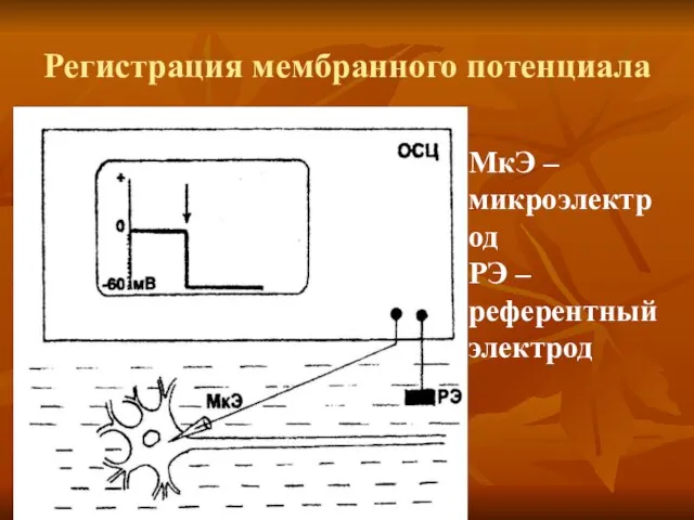 Регистрация мембранного потенциала МкЭ – микроэлектрод РЭ – референтный электрод