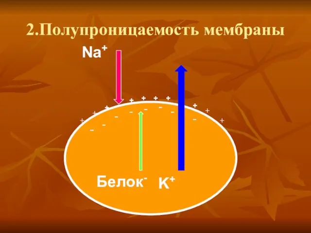 2.Полупроницаемость мембраны K+ Na+ Белок- + + + + + +