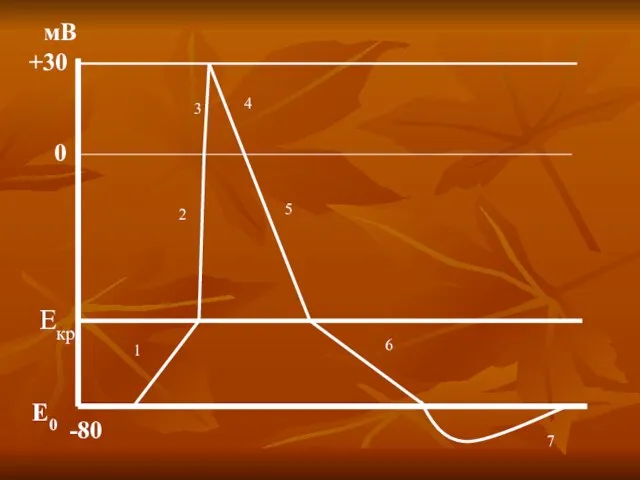 Е0 Екр -80 0 +30 мВ 1 2 3 4 5 6 7