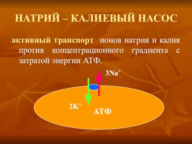 НАТРИЙ – КАЛИЕВЫЙ НАСОС активный транспорт ионов натрия и калия против