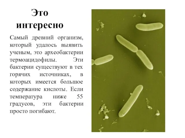 Это интересно Самый древний организм, который удалось выявить ученым, это археобактерии