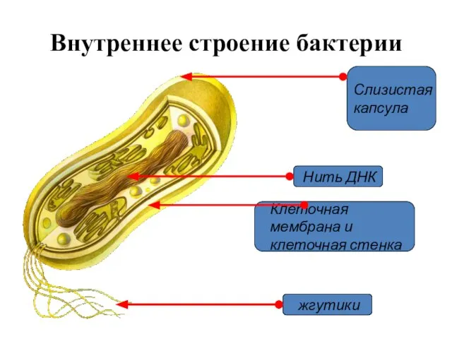 Внутреннее строение бактерии